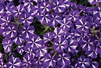 Verbena Lanai Purple Star