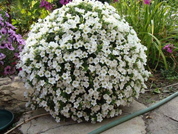 Blanket best sale white petunia