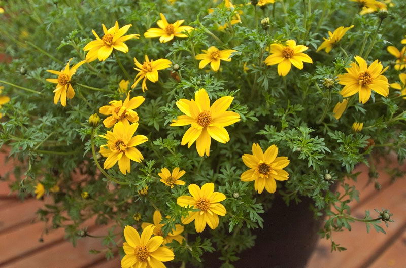 Bidens ferulifolia