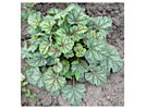 Heuchera Green Spice