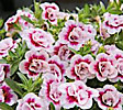 Калибрахоа Calita Double Pink Bicolor