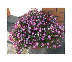 Petunia Blanket Rose Star