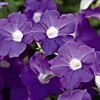 Petunia Blanket Violet