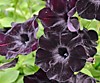 Crazytunia Black Mamba