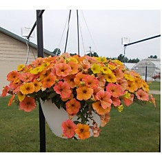 Petunia Cascadias Indian Summer