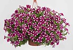 Petunia Cascadias Bicolor Cabernet