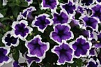 Petunia Cascadias Rim Violet