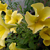 Petunia Ordy Marble Yellow