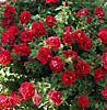 Petunia Viva Double Red