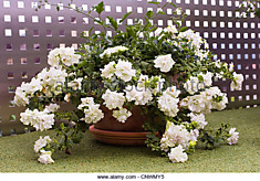 petunia Surfinia Double White