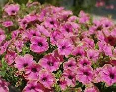 Petunia Surfinia Green Edge Purple