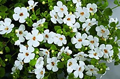 Bacopa Gulliver Dynamic White