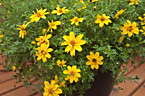 Bidens Yellow Charm