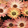 Osteospermum Impassion Lila Terracotta