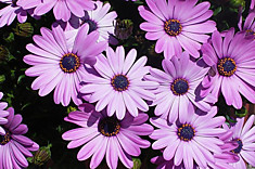 Osteospermum Impassion Rose