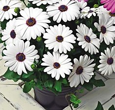 Osteospermum Impassion White