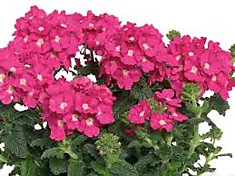 Вербена Verbena Empress Flair Pink