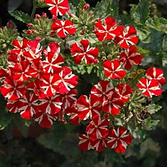 Verbena Estrella Voodoo Red Star