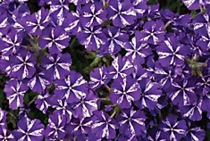 Verbena Lanai Purple Star