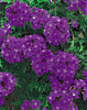 Verbena Tapien Violet