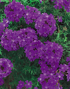 Verbena Tapien Violet