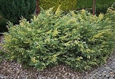 Можжевельник виргинский (сорт 'Hetz Variegata')