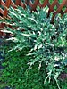 Можжевельник горизонтальный (сорт 'Andorra Variegata')