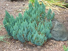 Можжевельник горизонтальный (сорт 'Blue Forest')