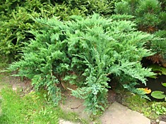 Можжевельник казацкий (сорт 'Tamariscifolia') 