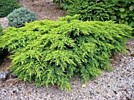 Можжевельник средний (сорт 'Pfitzeriana Compacta') 
