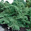 Можжевельник средний (сорт 'Pfitzeriana Glauca') 