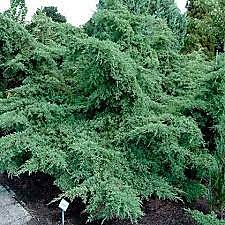 Можжевельник средний (сорт 'Pfitzeriana Glauca') 