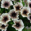 petunia Collection Cappuccino