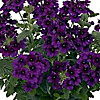 Вербена Verbena Empress Flair Violet Blue 