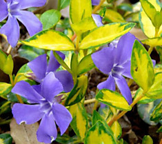 Барвинок Vinca minor Illumination