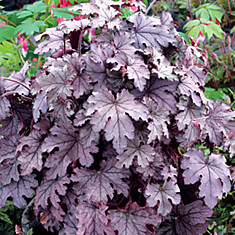 Гейхерелла Plum Cascade 