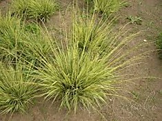 Молиния голубая  Variegata