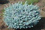 Ель колючая (сорт 'Glauca Globosa') 