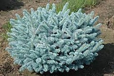 Ель колючая (сорт 'Glauca Globosa') 